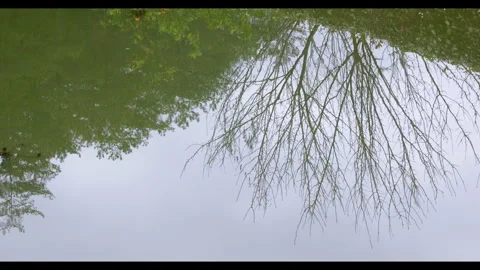Tree reflections in still water, no people 스톡 동영상 329703589