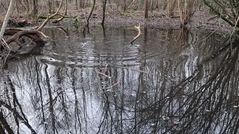 Tree reflections, thrown stick splash and ripples in ancient woodland pond Stock Footage 147490087
