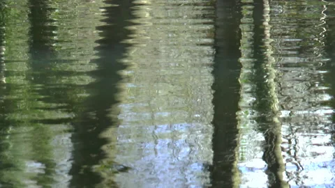 Tree Reflections On Water Stock Footage 151771479
