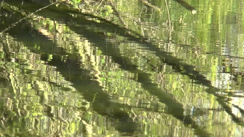 Tree Reflections On Water Stock Footage 151772505
