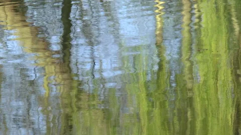Tree Reflections On Water Stock Footage 152116369
