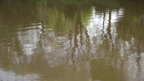 Tree reflections zooms in Stock Footage 90154534