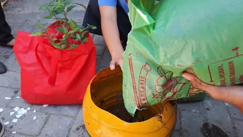 The tree reforestation activities Stock Footage 281615006