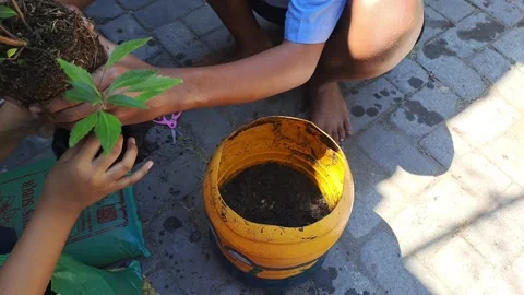 The tree reforestation activities Stock Footage 281615218