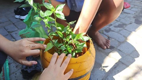 The tree reforestation activities Stock Footage 281615220