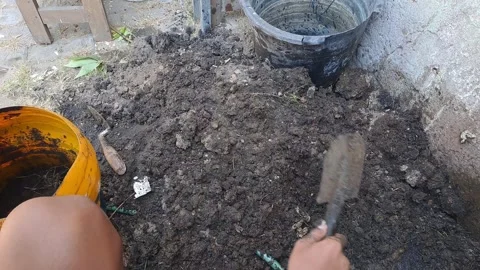 The tree reforestation activities Stock-Footage 281615221