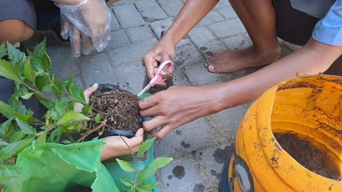 The tree reforestation activities Stock-Footage 281615280