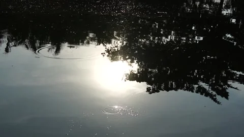 Tree refrection in water Stock Footage 164582133