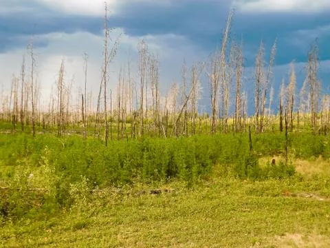 Tree regrowth after a forest fire with a storm rolling in Stock Photos