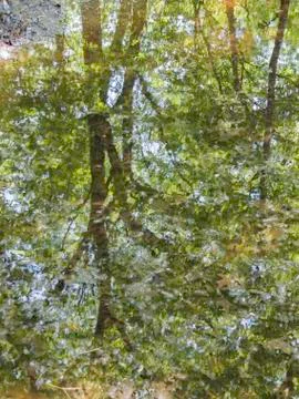 Tree relection Stock Photos