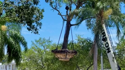 Tree relocation in Florida. Stock Footage 203894855