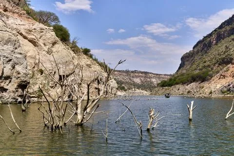 Tree remains in the middle of the dam Photos