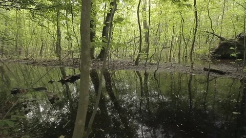 Tree Remnant in Swamp at Sunset Stock Footage