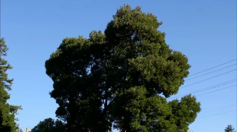 Tree removal 01 HD Video stock 1536443