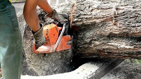 Tree removal after it is cut free. SLO MO Logger cutting into a tree with a Видео 336569913
