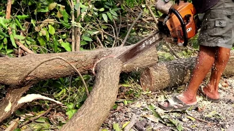 Tree removal after it is cut free. SLO MO Logger cutting into a tree with a Stock Footage 336570904