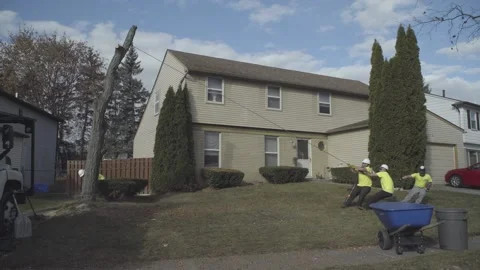 Tree Removal Cutting Chopping Falling to Ground Stock Footage 172251674