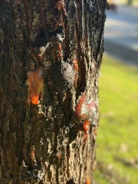 Tree Resin on Bark Stock Photos