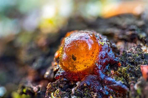 Tree Resin Drop on Bark Macro Amber Sap Nature Detail Close Up Stock Photos