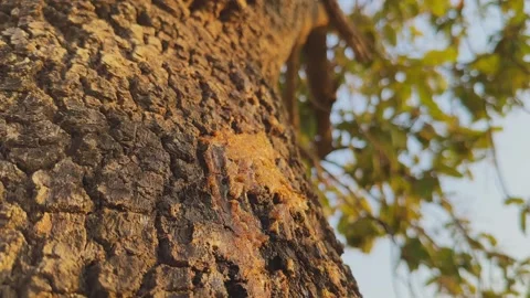 Tree Resin Oozing from Bark Orbit Shot Stock Footage 333375130