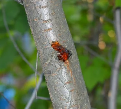 Tree resin Stock Photos