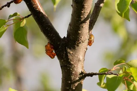 Tree resin Foto stock