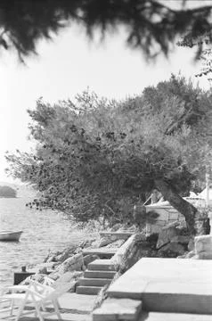 Tree rests on the patio Stock Photos
