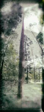 Tree in a retro picture Stock Photos