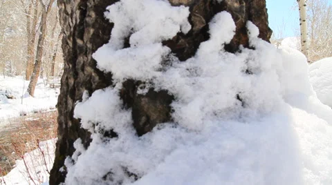 Tree Reveal to River Video stock 39763022