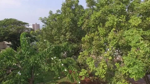 Tree reveal of stadium Durban Stock Footage 77709322