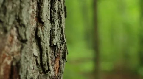 Tree Reveals a Pathway in Forest Видео 12098940