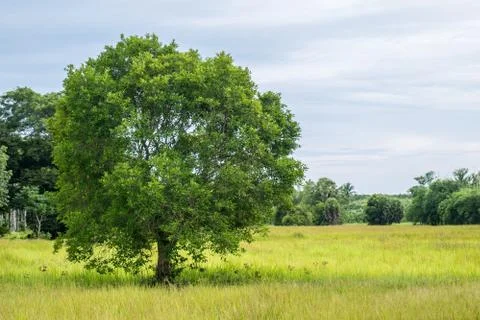 Tree in rice field Stock Photos
