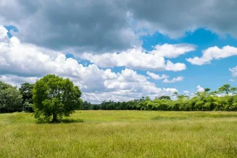 Tree in rice field Stock Photos