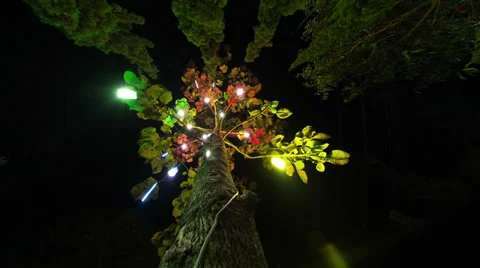 Tree ride Stock Footage 37732407