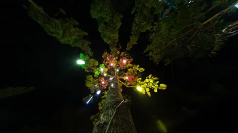 Tree ride timelapse in Pai Town Stock Footage 62647308