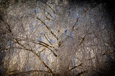 Tree with rime, background Stock Photos