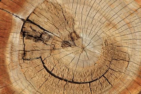 Tree ring close-up Stock Photos