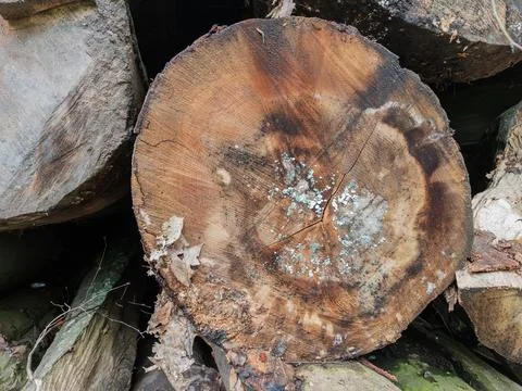 Tree Ring Pattern in Cut Log Stock Photos