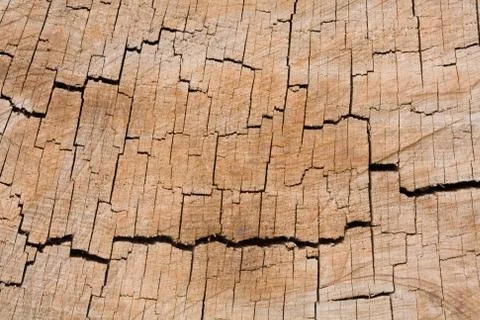 Tree ring texture Stock Photos