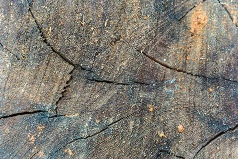 Tree ring textured old weathered wood Stock Photos