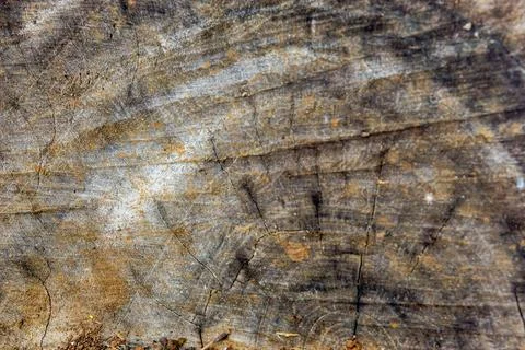 Tree ring textured old weathered wood Stock Photos