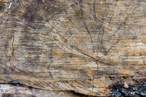 Tree ring textured old weathered wood Stock Photos