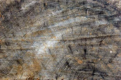 Tree ring textured old weathered wood Foto stock