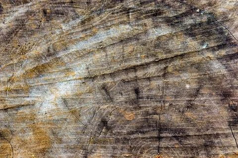 Tree ring textured old weathered wood Stock Photos