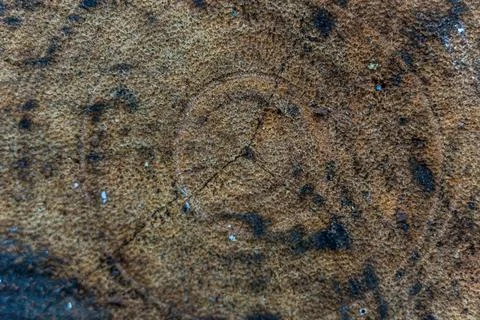 Tree ring textured old weathered wood with a cross-section of a cut log Stock Photos