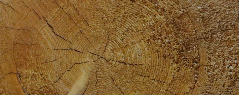 Tree Ring wood texture background. Brown wooden bark wallpaper. 3D Rendering Stock Photos