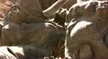 Tree Rings 02 Dolly Out HD Footage