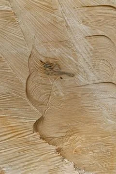 Tree Rings and Chainsaw Cutting Marks Texture on a Freshly Cut Tree Trunk Stock Photos