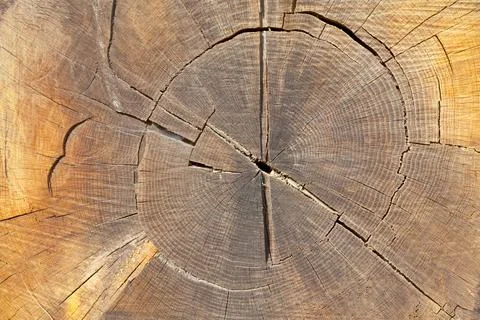 Tree rings background Stock Photos