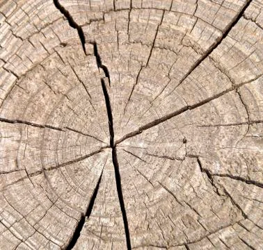 Tree rings to count the age of a tree Stock Photos